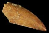Raptor Tooth - Real Dinosaur Tooth #102692-1